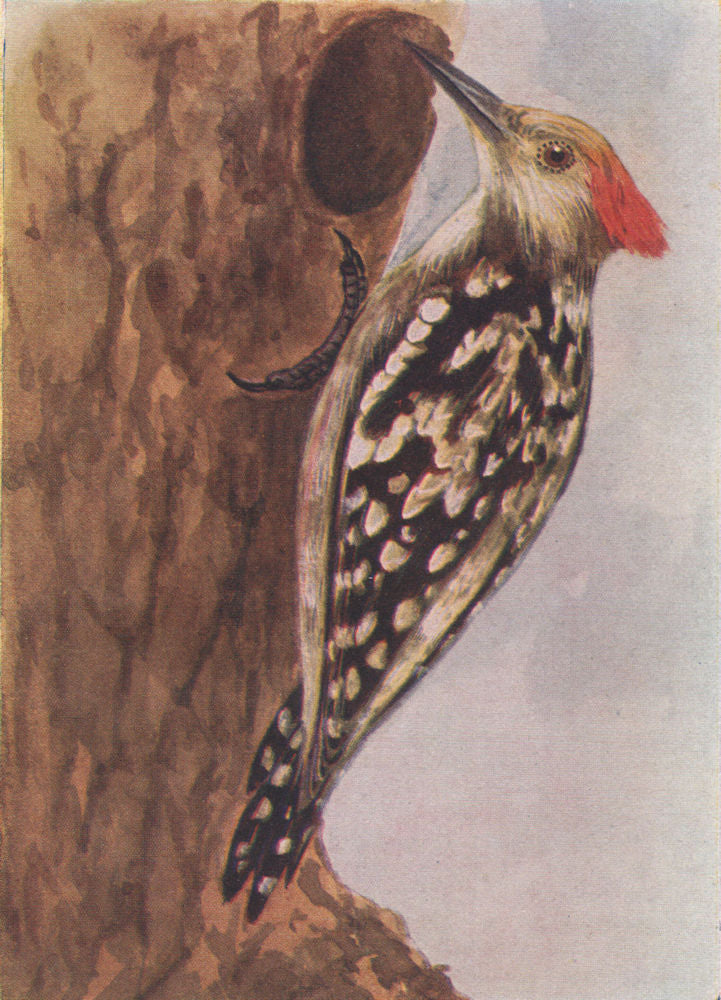 INDIAN BIRDS. The Yellow-fronted pied or Mahratta Woodpecker 1943 old print